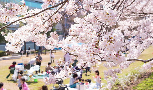 Hanami (花見)